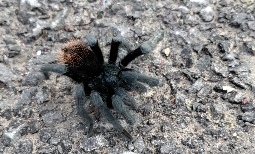 tarantula