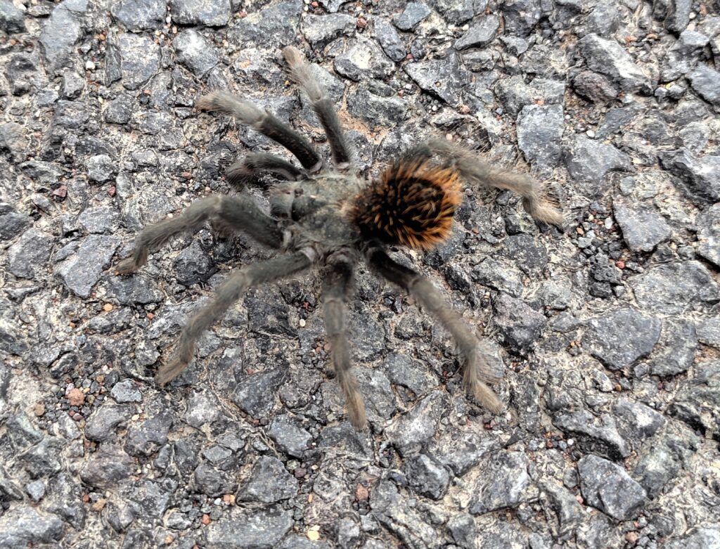 hairy red tarantula