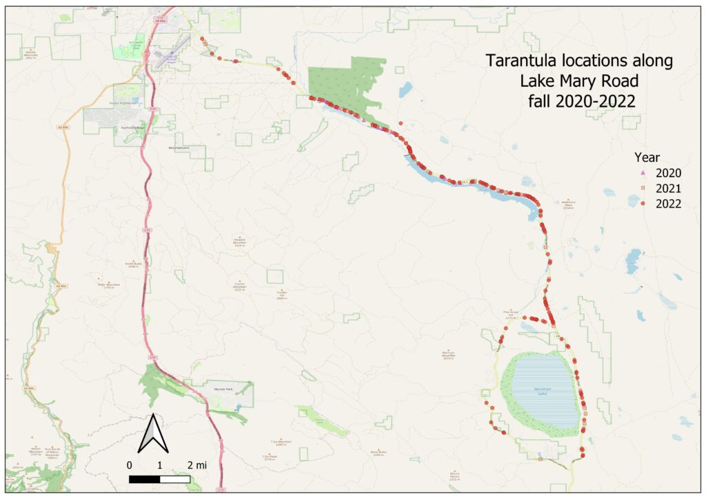 Location of tarantulas on Lake Mary Road, 2020-2022