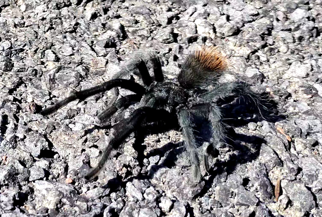 Male tarantula on Lake Mary Road, Flagstaff, AZ