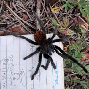 Male Aphonopelma marxi